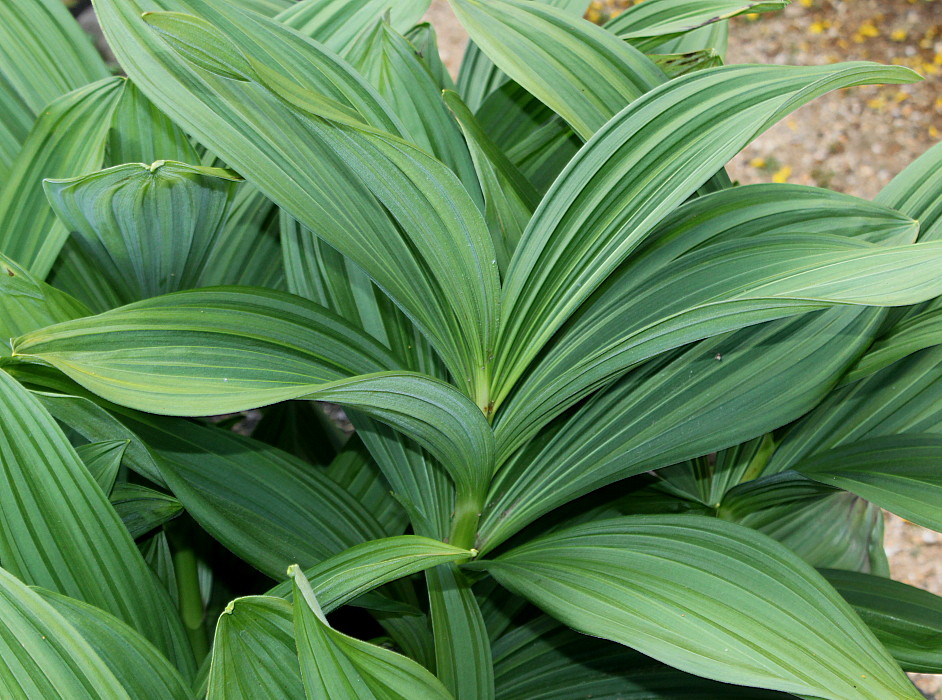 Image of genus Veratrum specimen.