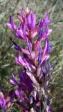 Astragalus varius