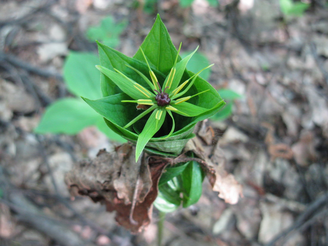 Изображение особи Paris quadrifolia.