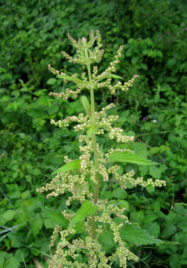 Изображение особи Urtica dioica.