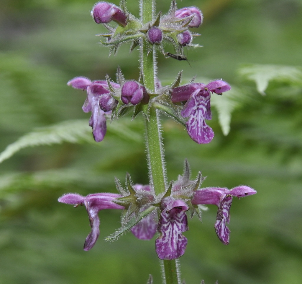 Image of Stachys sylvatica specimen.