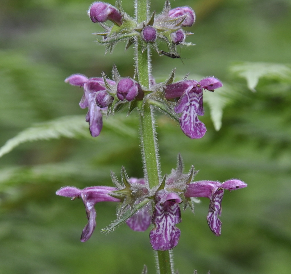 Изображение особи Stachys sylvatica.