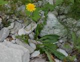 Leontodon hispidus subspecies hastilis