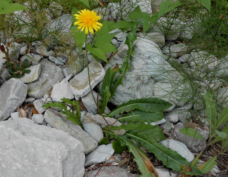 Изображение особи Leontodon hispidus ssp. hastilis.