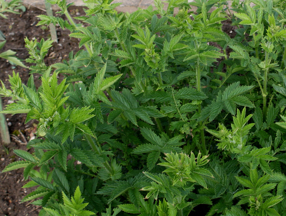 Изображение особи Agrimonia eupatoria.