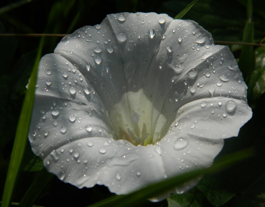 Image of Calystegia sepium specimen.