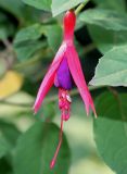 Fuchsia magellanica