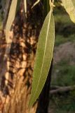 Salix alba. Лист. Украина, г. Запорожье, пос. Солнечный, балка, под деревьями. 31.07.2013.