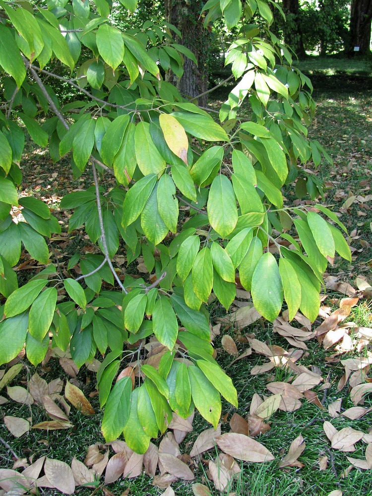 Image of Reevesia pubescens specimen.