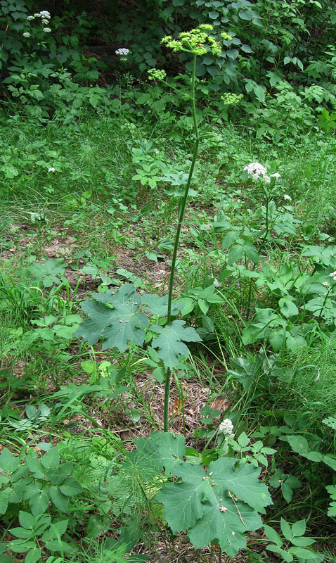 Изображение особи Heracleum sibiricum.