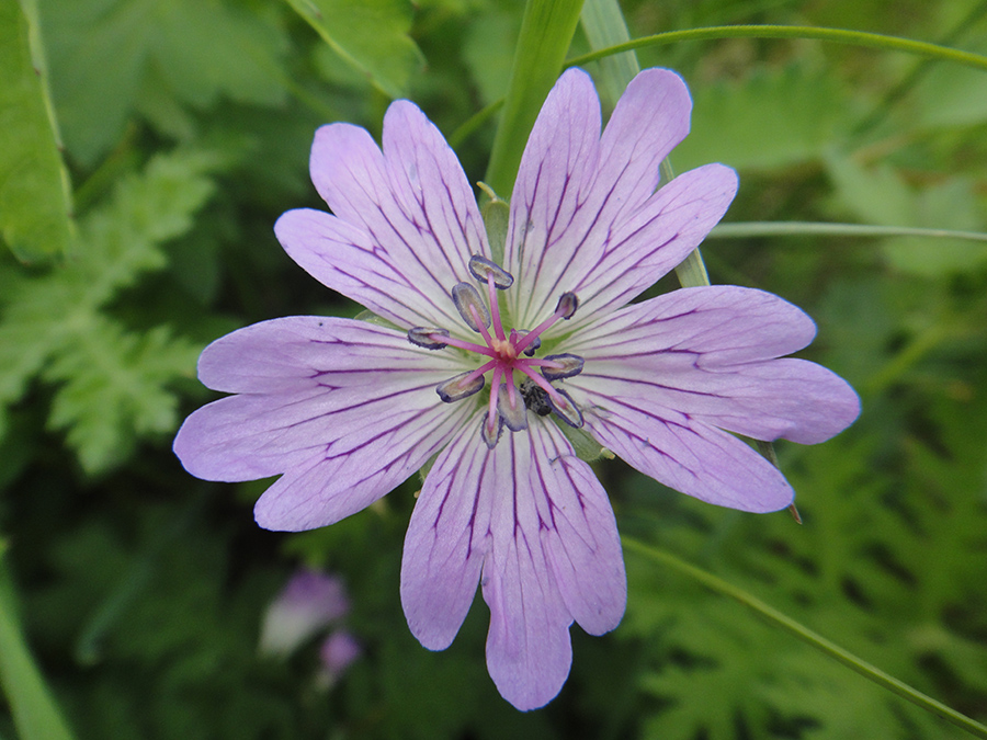 Image of Geranium wlassovianum specimen.