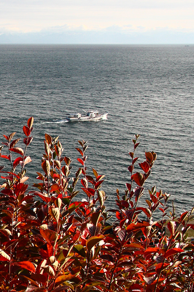 Image of Cotoneaster melanocarpus specimen.