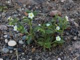 Nonea versicolor