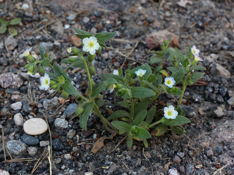Image of Nonea versicolor specimen.