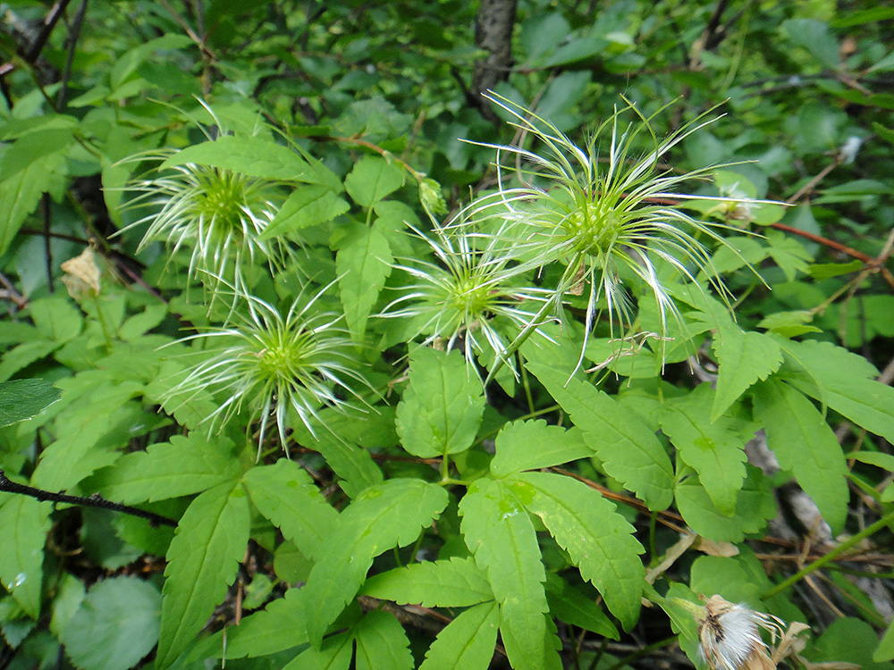 Изображение особи Atragene sibirica.