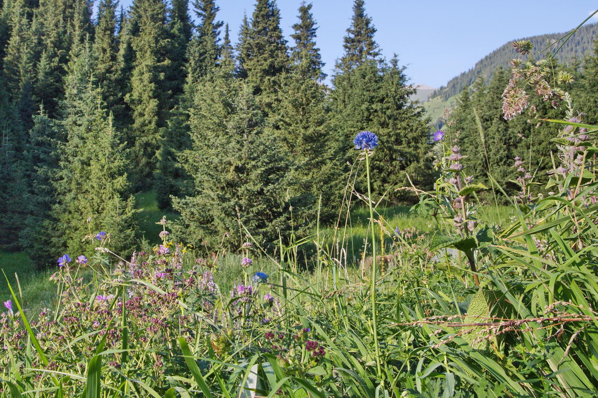 Изображение особи Allium caeruleum.