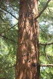 Sequoia sempervirens. Часть ствола взрослого дерева. Крым, Ялтинский горсовет, пос. Никита, Никитский ботанический сад, в культуре. 5 августа 2013 г.