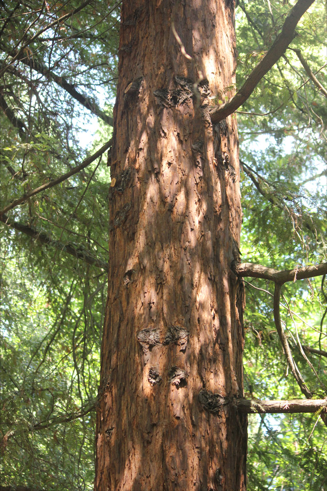 Image of Sequoia sempervirens specimen.