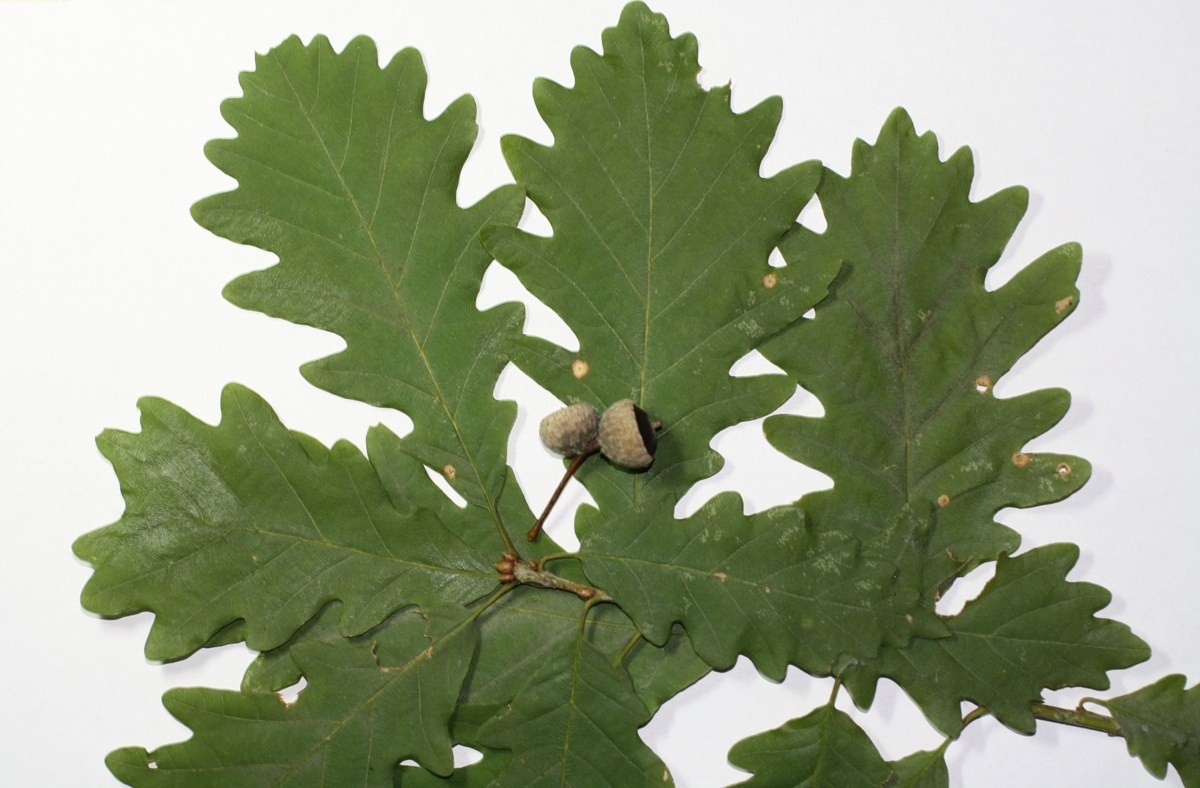 Image of Quercus robur specimen.