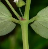 Euphorbia hypericifolia