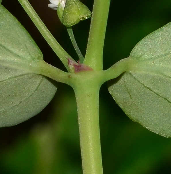 Изображение особи Euphorbia hypericifolia.