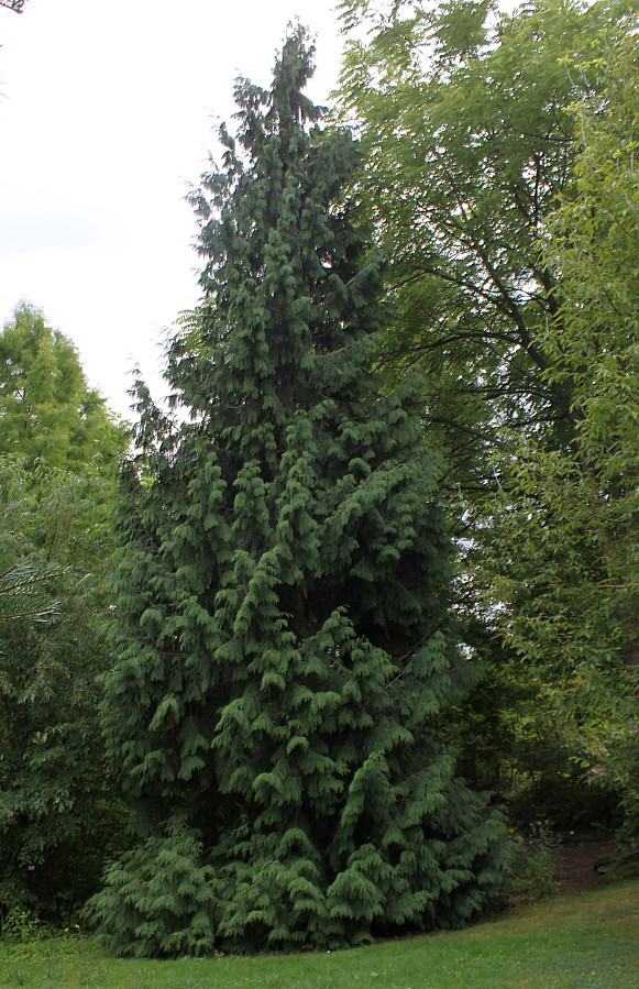 Изображение особи Thuja plicata.