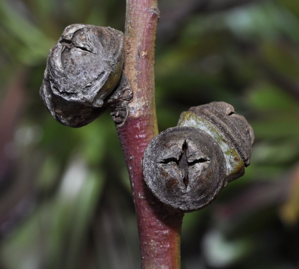 Image of Eucalyptus viminalis specimen.