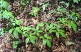 Tetrastigma leucostaphylum. Побег. Таиланд, национальный парк Си Пханг-нга. 20.06.2013.