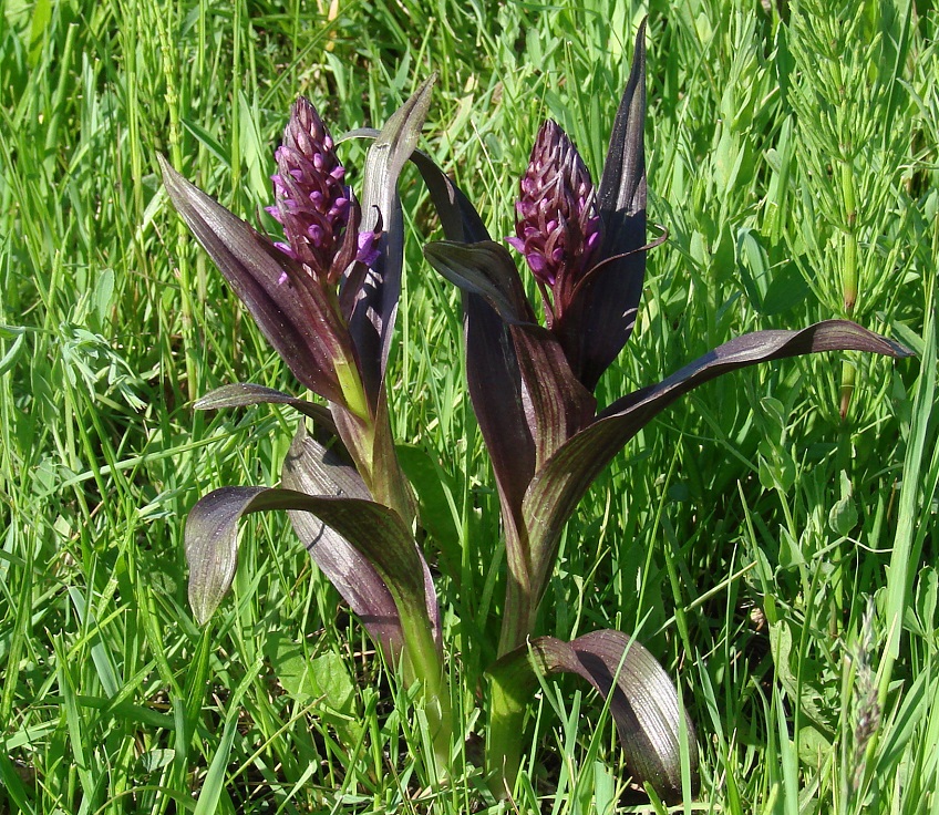 Изображение особи Dactylorhiza incarnata.