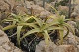 Aloe perryi. Вегетирующие растения. Сокотра, лагуна Детвах. 03.01.2014.