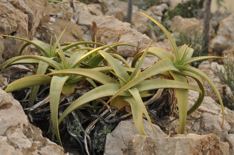 Изображение особи Aloe perryi.