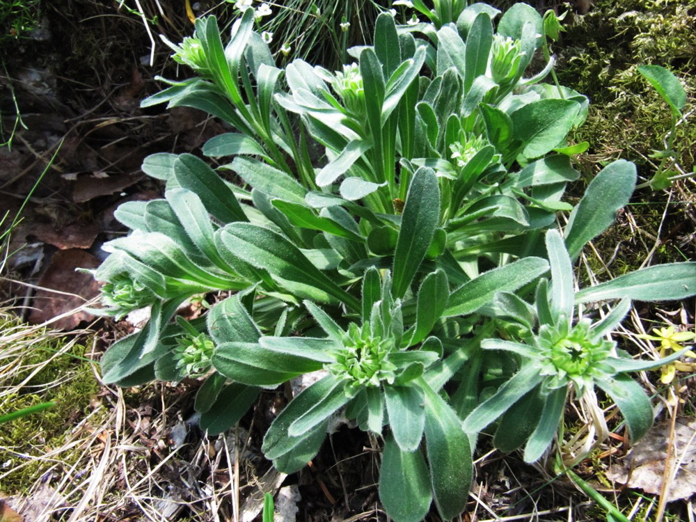 Image of Aster alpinus specimen.
