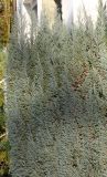 Juniperus communis. Верхняя часть растения ('Hibernica'). Германия, г. Bad Lippspringe, в культуре. 02.02.2014.