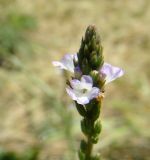 Verbena officinalis