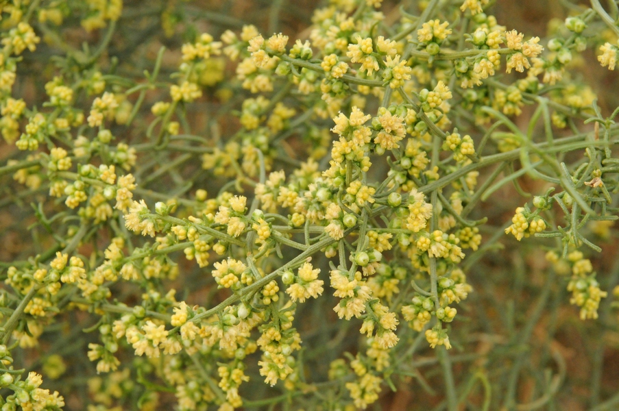 Изображение особи Ambrosia salsola.