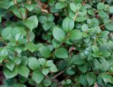 Myrceugenella apiculata. Побеги. Германия, г. Дюссельдорф, Ботанический сад университета. 02.03.2014.