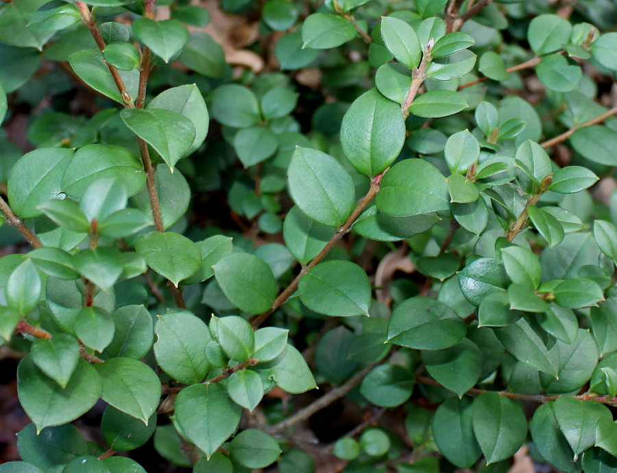 Изображение особи Myrceugenella apiculata.