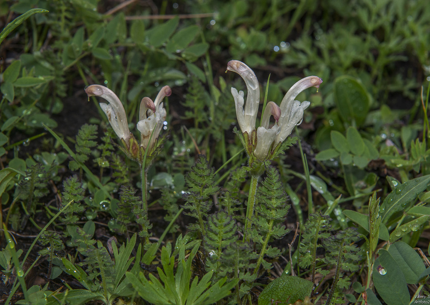 Изображение особи Pedicularis capitata.