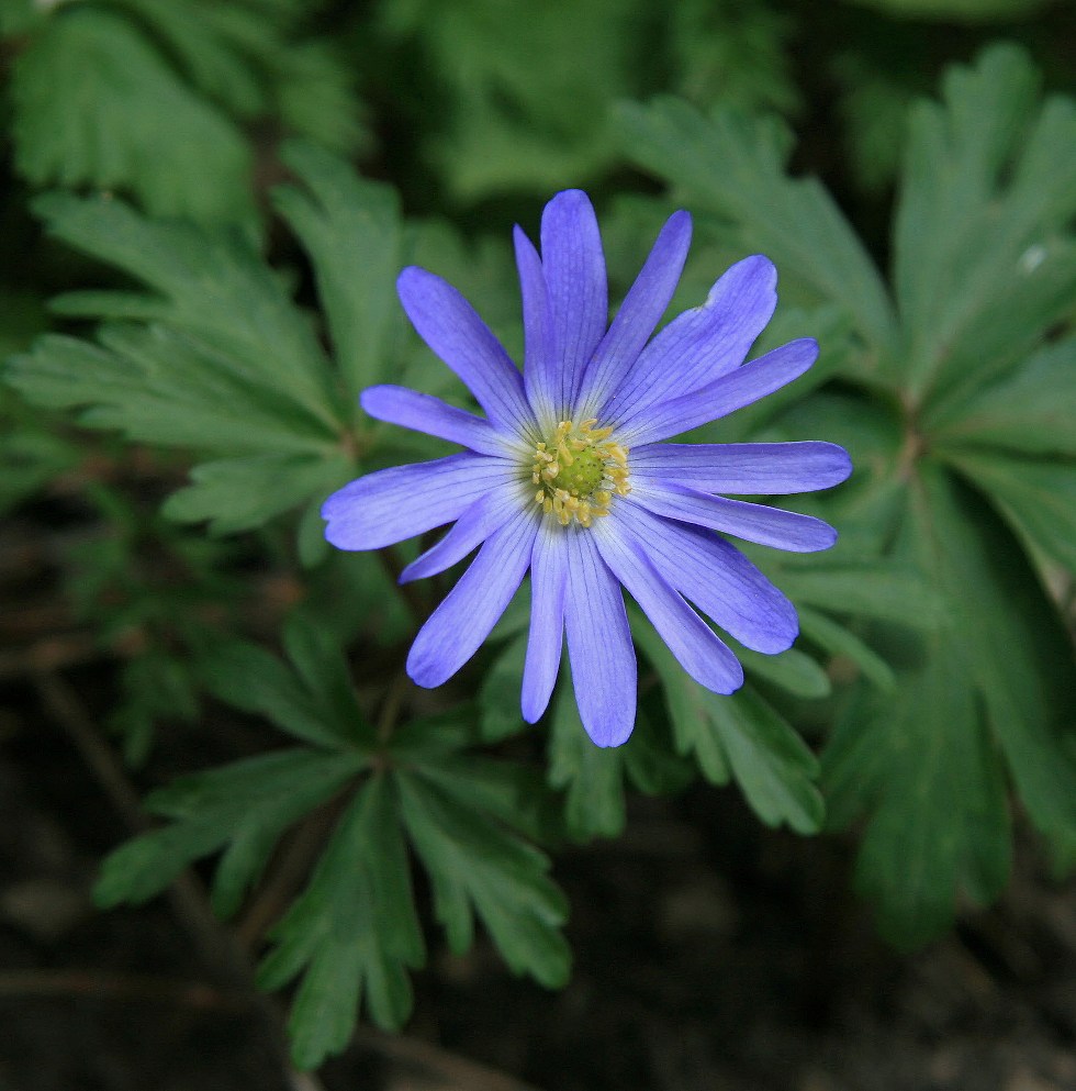 Изображение особи Anemone banketovii.