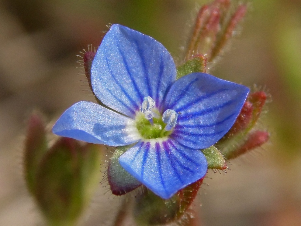 Image of Veronica praecox specimen.