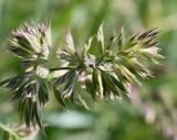 Dactylis glomerata. Верхушка соцветия. Германия, г. Дюссельдорф, Ботанический сад университета. 04.05.2014.