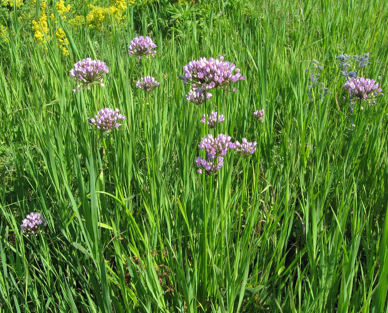 Изображение особи Allium angulosum.