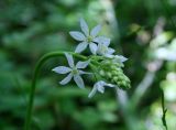 Ornithogalum ponticum