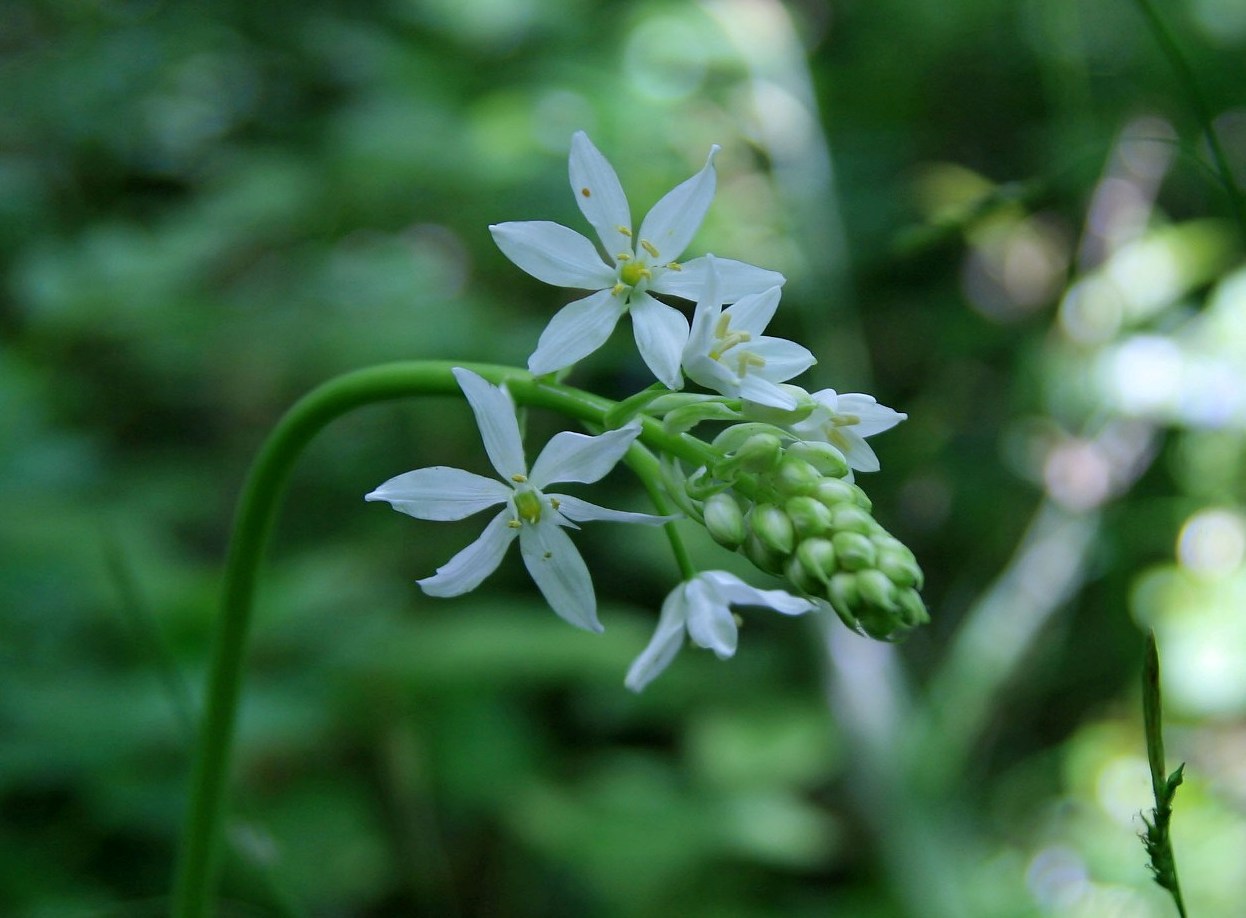 Image of Ornithogalum ponticum specimen.