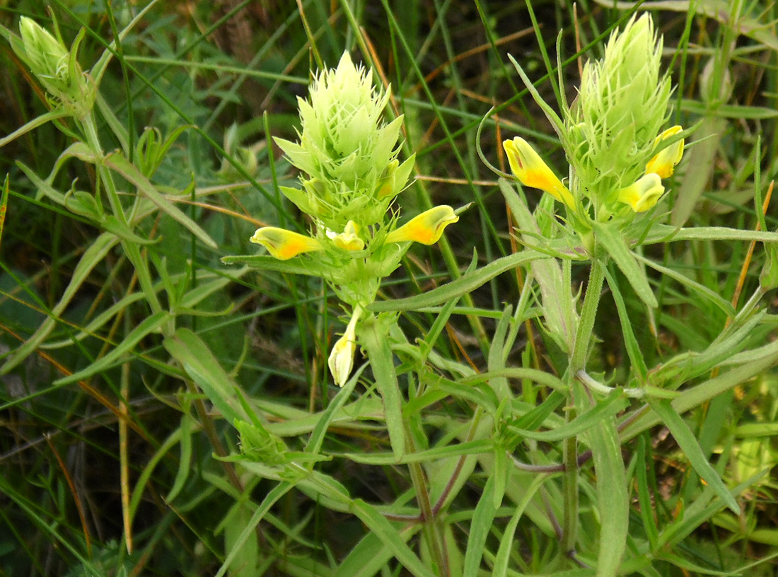 Изображение особи Melampyrum argyrocomum.