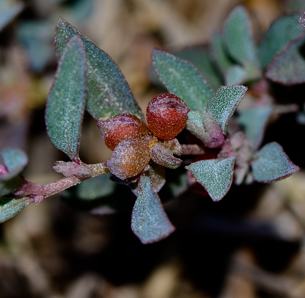 Image of Atriplex semibaccata specimen.