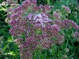 Eupatorium cannabinum