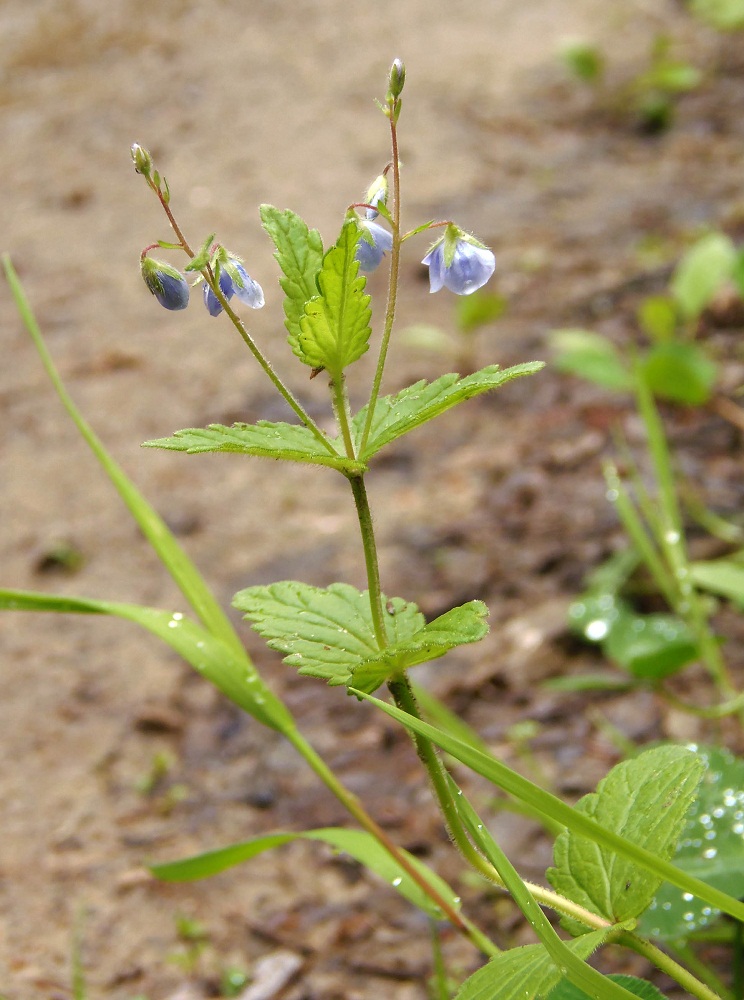 Image of Veronica chamaedrys specimen.