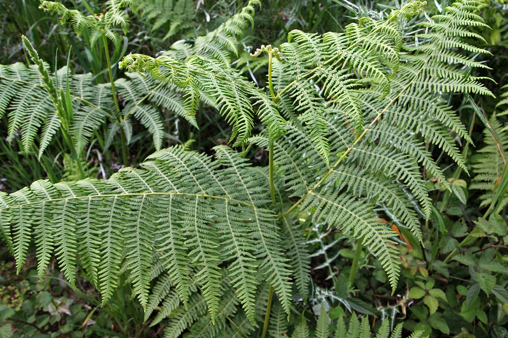 Image of Pteridium aquilinum specimen.