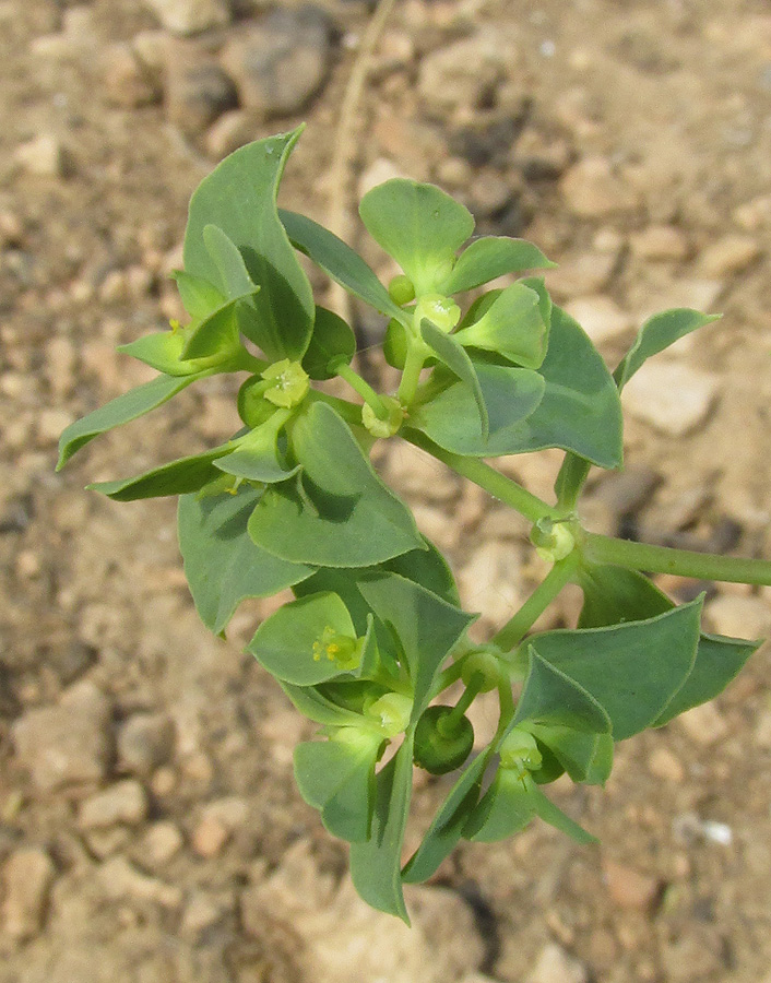 Изображение особи Euphorbia falcata.